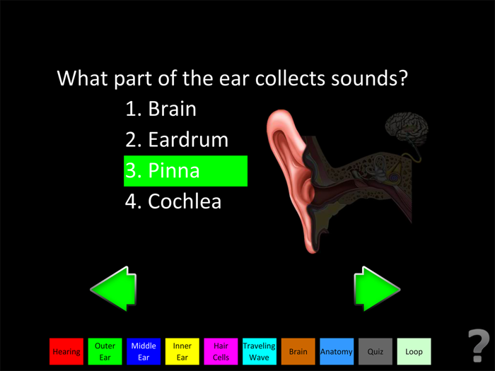 Hearing Anatomy