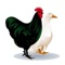 Australian Poultry is an app that allows poultry sales and wanted advertisements to be posted by members on a social wall
