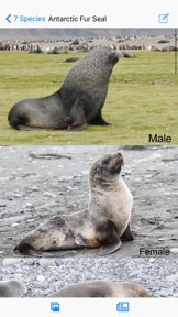 Antarctic Wildlife Guide screenshot