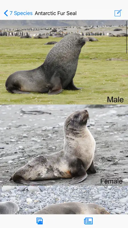 Antarctic Wildlife Guide screenshot 2 of 5