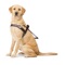 Guide Dogs Australia, the leading providers of orientation and mobility services for people who are blind or visually impaired in Australia, and Sendero Group, the pioneers of accessible GPS, have collaborated to add new features to the app called Guide Dogs NSW ACT