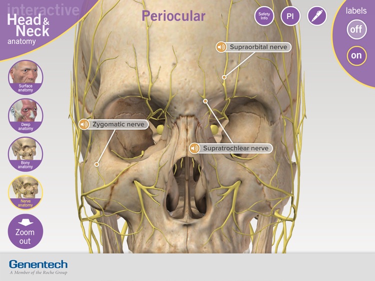 3D Facial Anatomy Tool