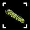 Caterpillar Identifier icon