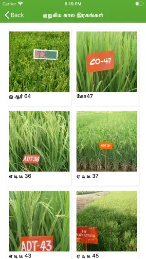 Paddy Varieties screenshot 2