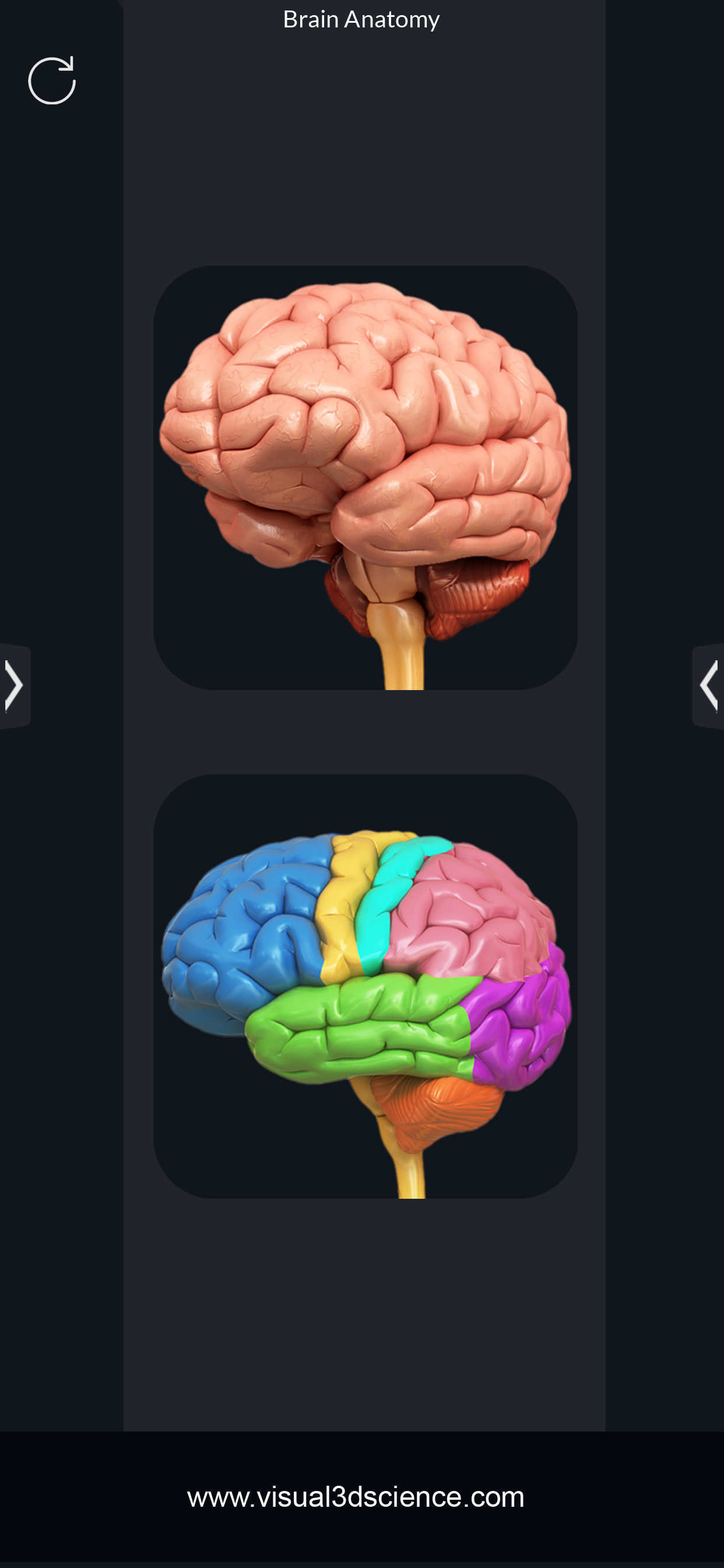 My Brain Anatomy