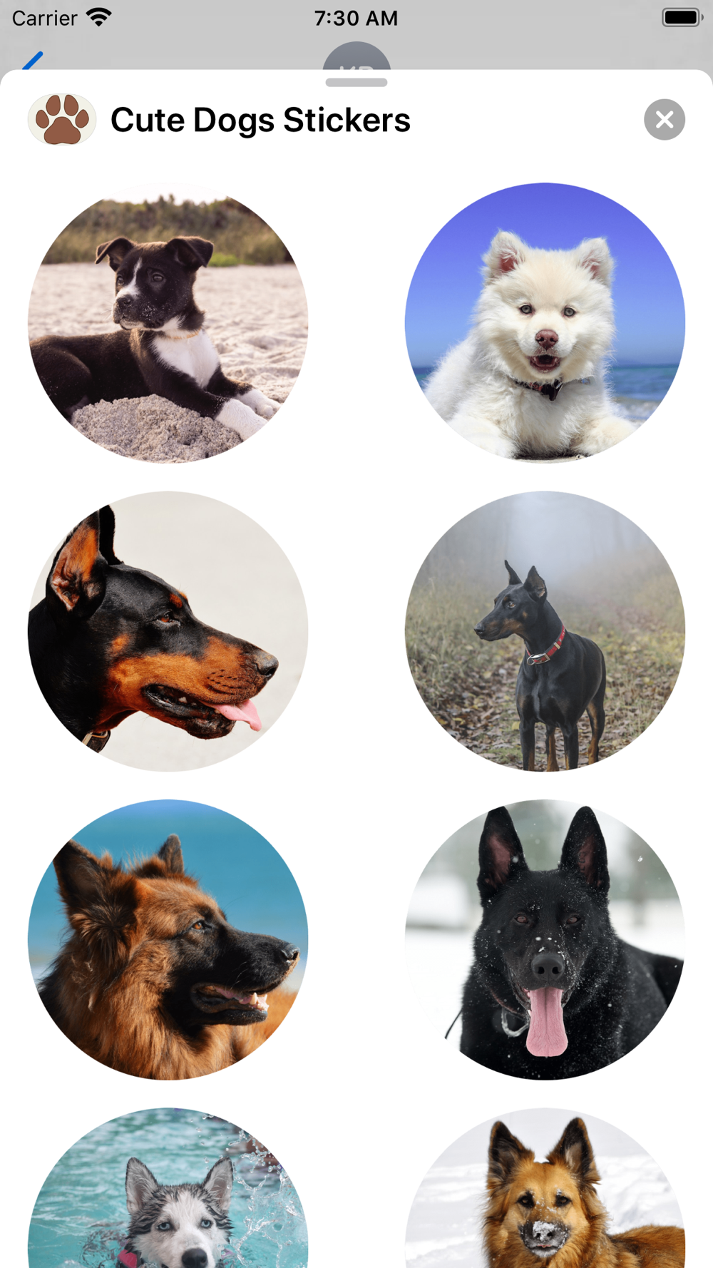 Dog Swipe Up Sticker by Toronto Marlies for iOS & Android