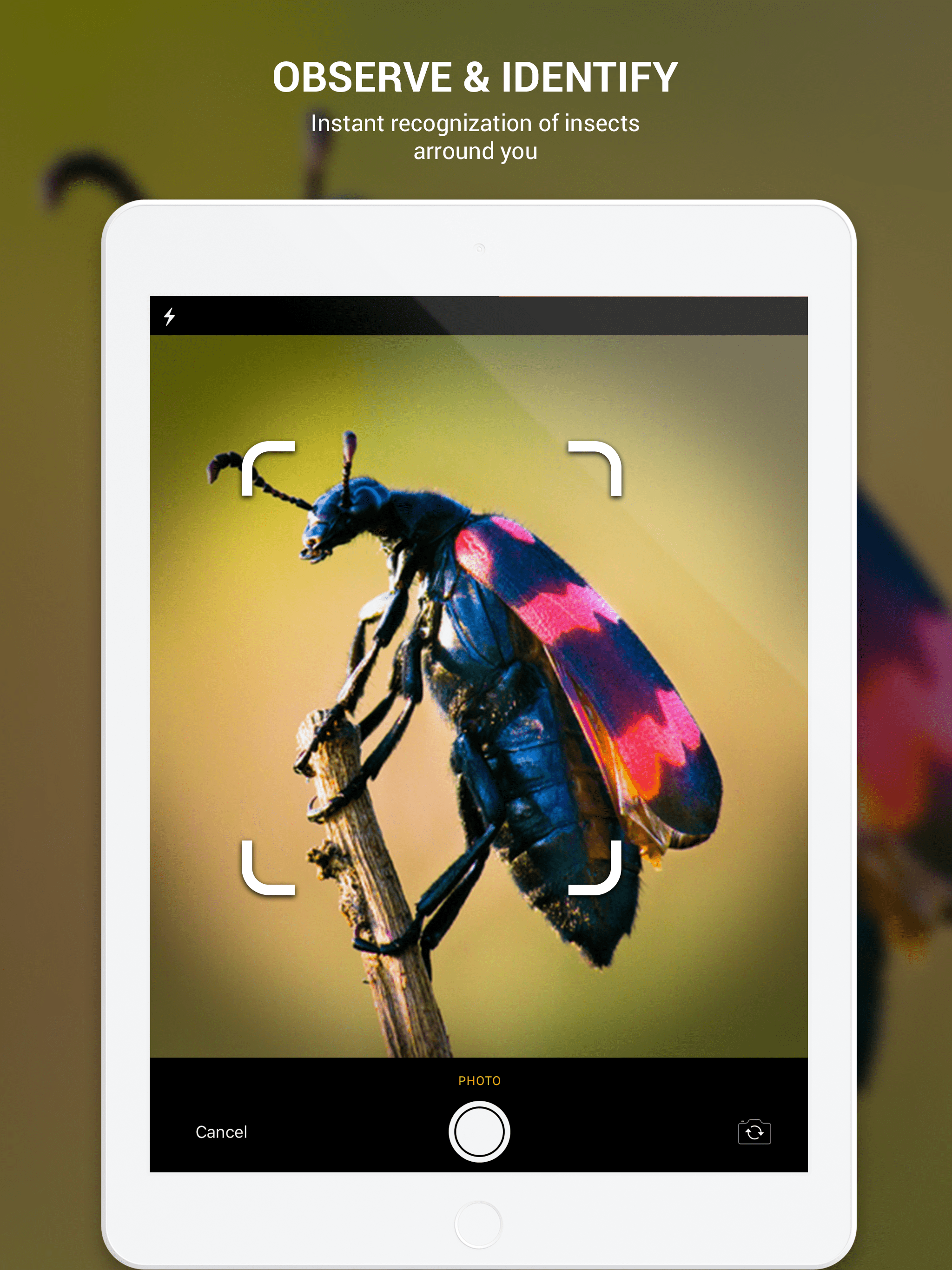 Insect identifier by photo