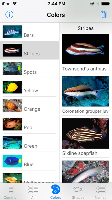Oman Fish ID Screenshot