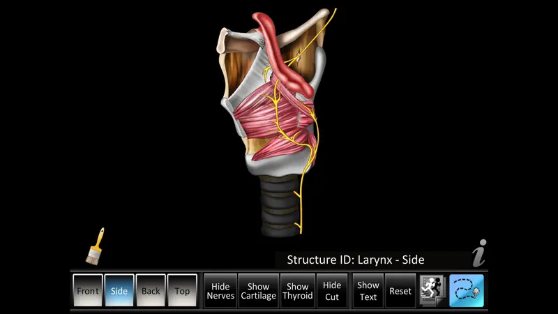 Larynx ID screenshot 3 of 5
