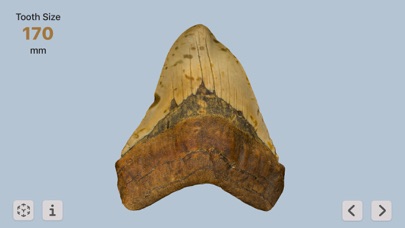 Megalodonのおすすめ画像4