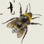 British & Irish Bumblebees App Cancel