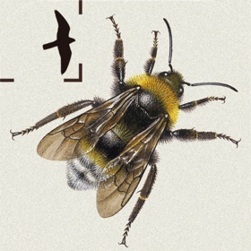 螢幕擷取畫面 (5) British & Irish Bumblebees