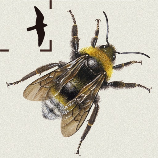British & Irish Bumblebees icon