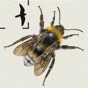 British & Irish Bumblebees app download