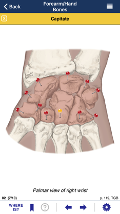 AnatomyMapp screenshot 5