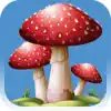 Forest Mushroom App Feedback