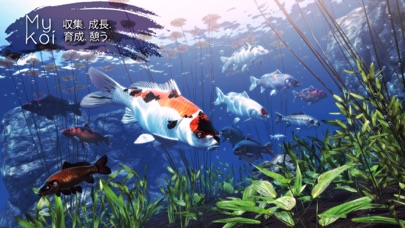 My Koi screenshot1