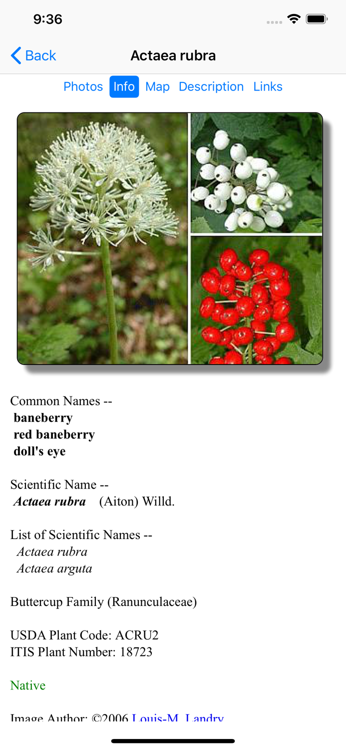 Yellowstone Wildflowers