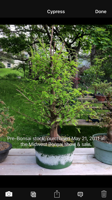 Bonsai Album Lite Screenshot