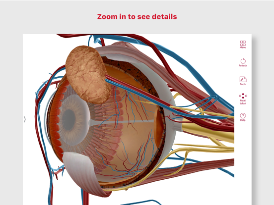 Anatomy & Physiology iPad app afbeelding 3