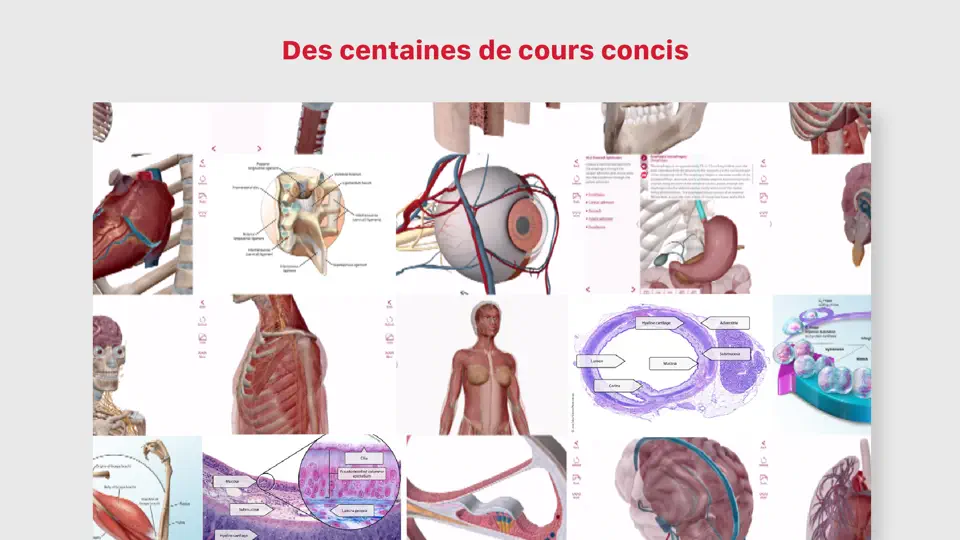 Capture d'écran de Anatomie & Physiologie sur iPhone 2