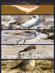 bird sounds and bird calls айпад изображения 1