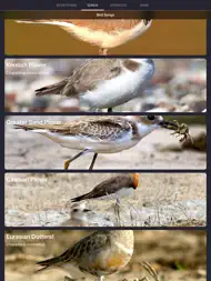 Bird Sounds and Bird Calls ipad bilder 0