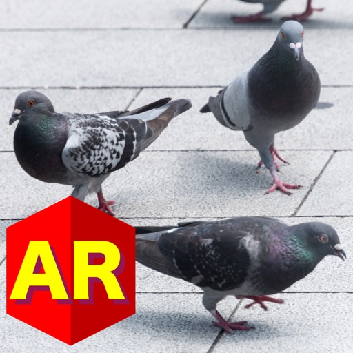 Anywhere Pigeon AR