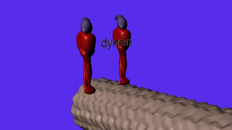 Muscle and Molecular Motors screenshot-4