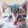 Icon SnapCat - Cat Breed Identifier