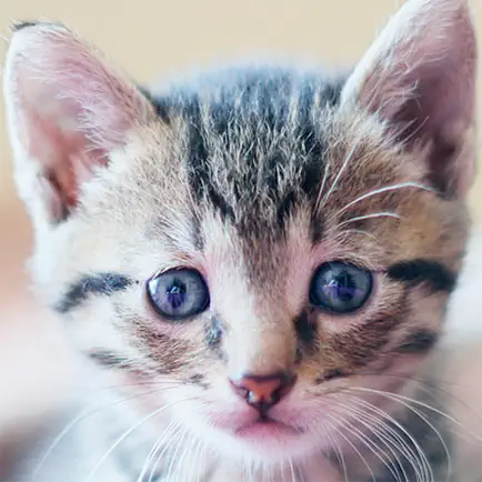 SnapCat - Cat Breed Identifier Читы