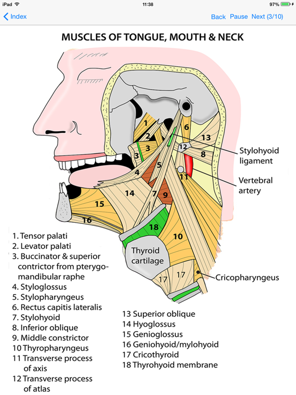 App Shopper: Anatomy Lectures Head and Neck (Medical)