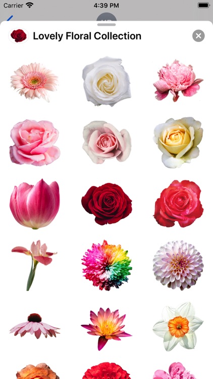 Lovely Flower Collection