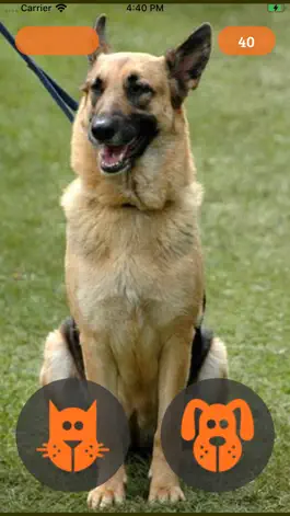 Game screenshot Cat or Dog hack