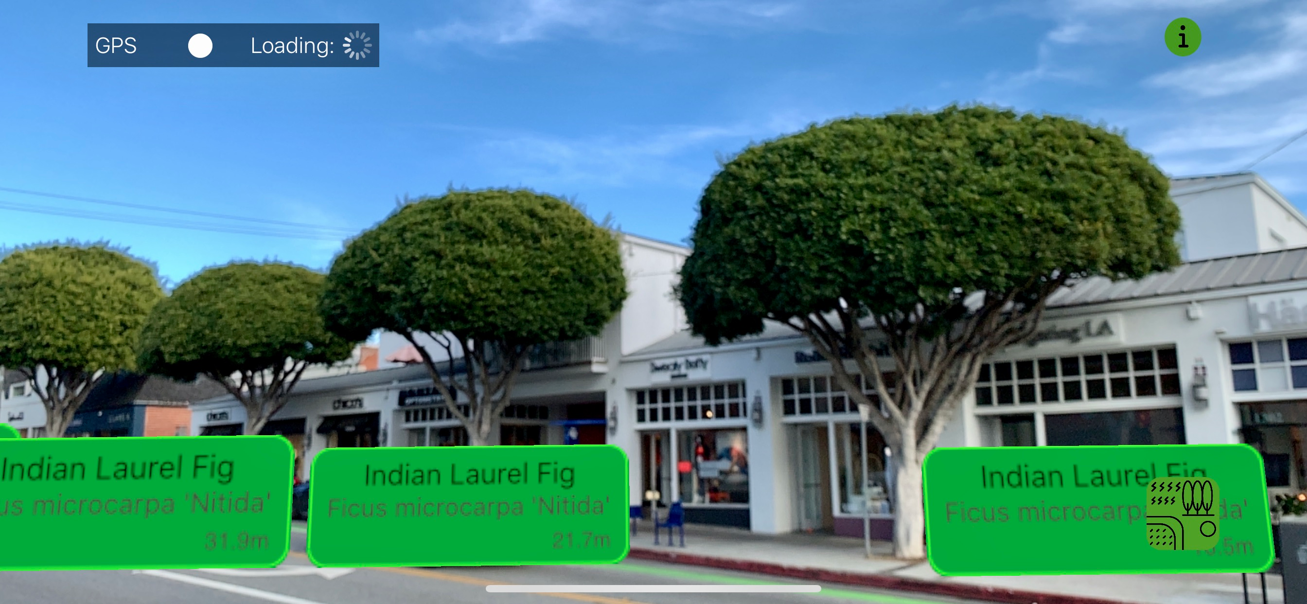 Urban Trees