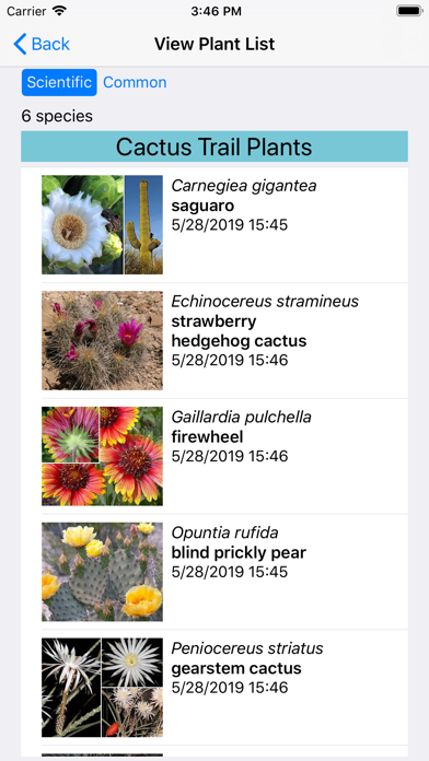 Northern Mexico Wildflowers Screenshot