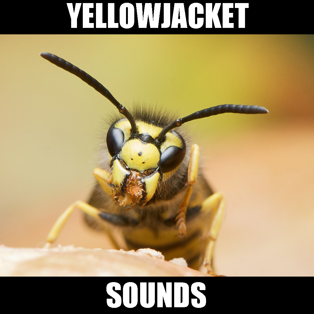 Get Yellowjacket Sounds for iOS, iPhone, iPad Aso Report