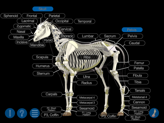 Horse Anatomy: Equine 3D iPad app afbeelding 3