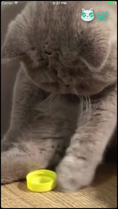 Screenshot #3 pour Cat GIF TV
