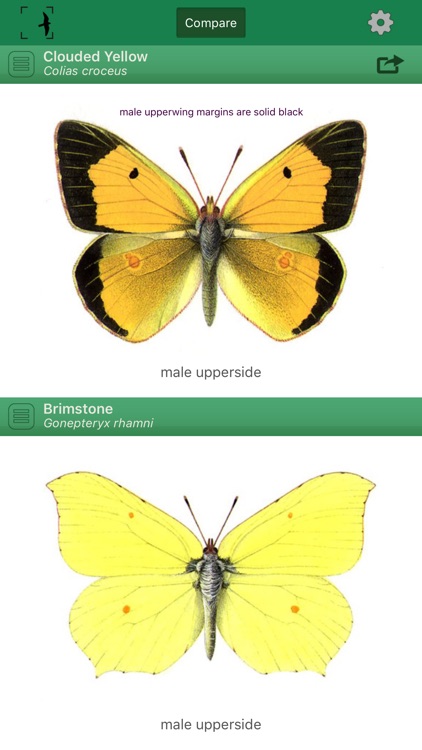 British & Irish Butterflies