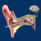 The Ear Disorder Outer Middle app helps students and patients learn and professionals teach outer and middle ear disorders
