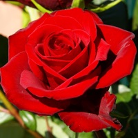 Beauty flowers pour PC