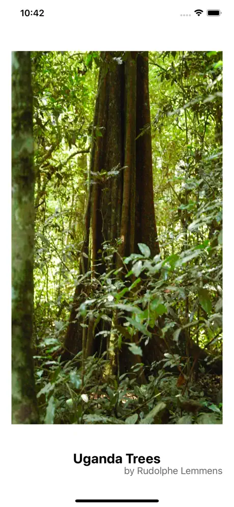 Uganda Trees