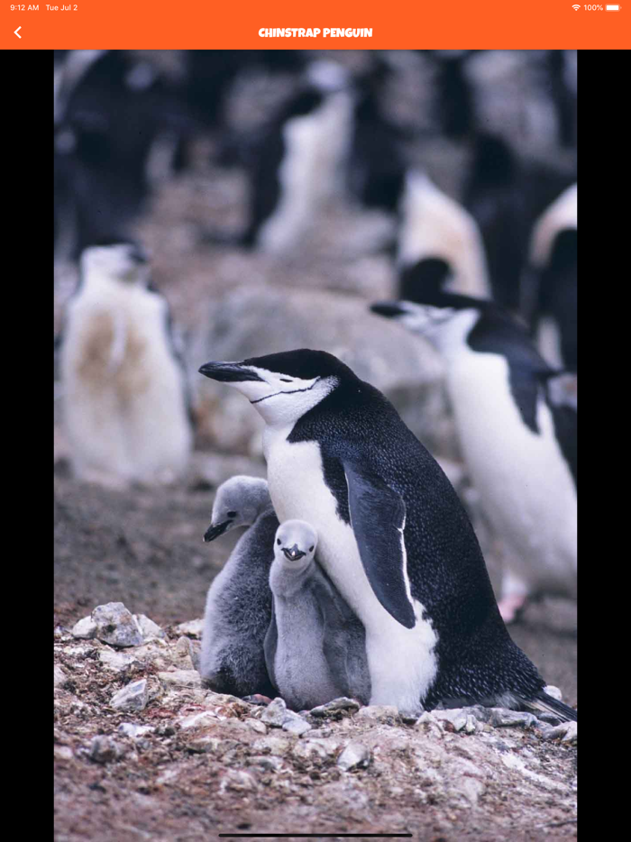 Animal Kingdom wildlife