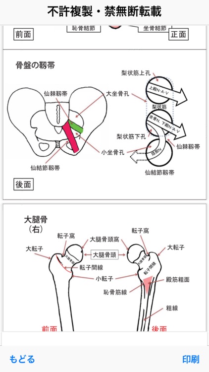 解剖学BONE&MUSCLE ここだけ覚えろ！ screenshot-6