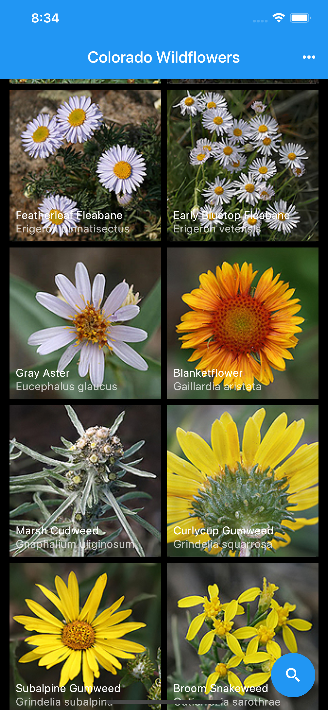 Colorado Wildflowers Guide