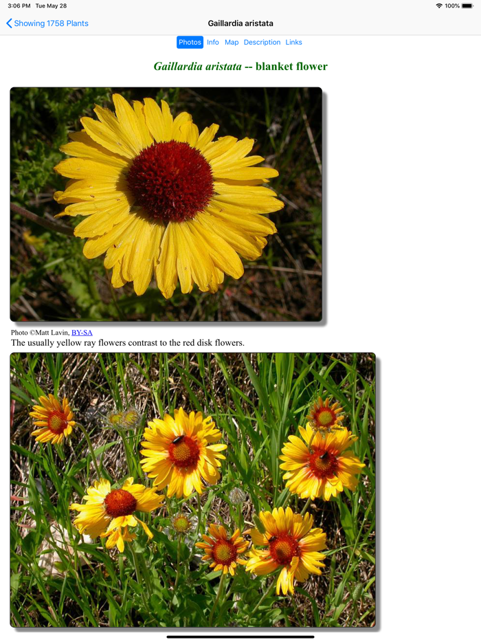 Wildflowers of Montana