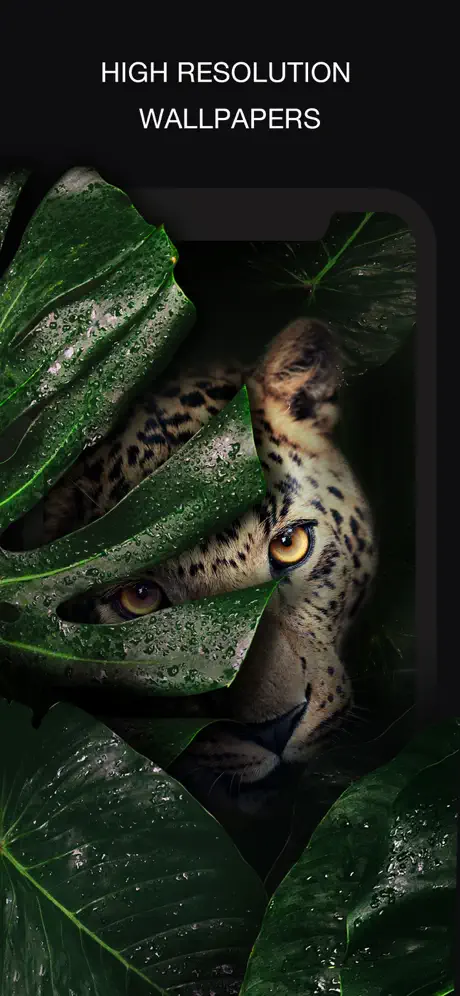 24KLiveWallpapers