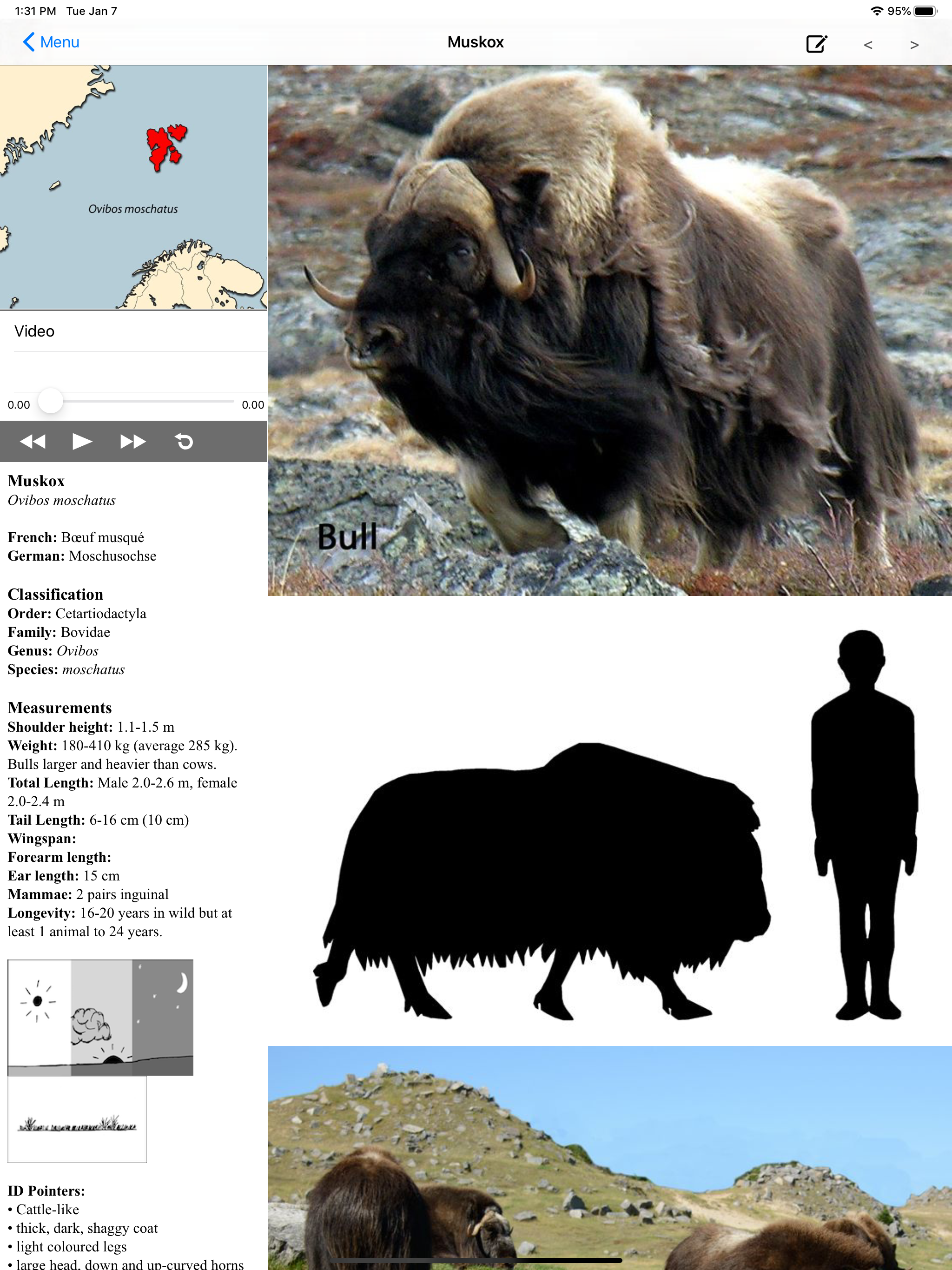 Stuarts European Mammals screenshot 7