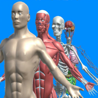 Human anatomy system and parts